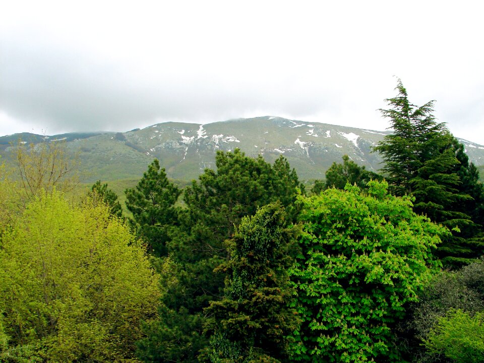 Nature ecology woods