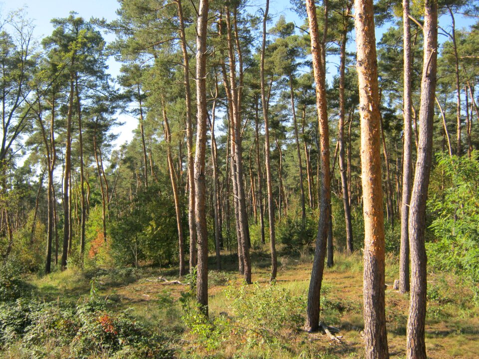 Pine forest forest palatinate