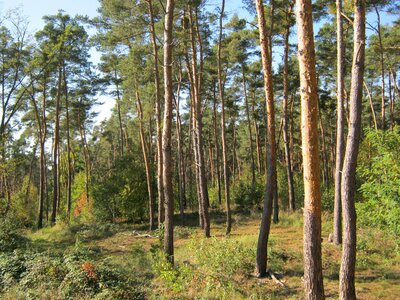 Pine forest forest palatinate photo