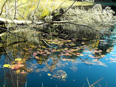 Emerge autumn forest