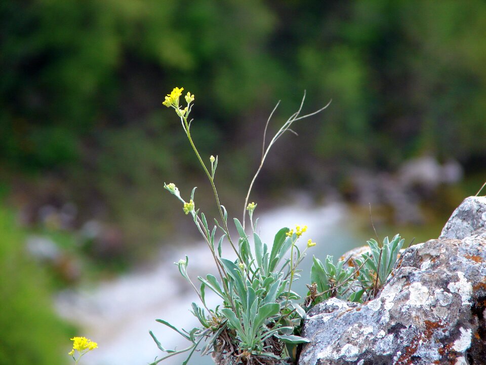 Desert nature macro
