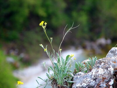 Desert nature macro