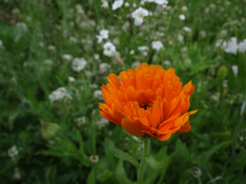 Wild flowers smock bloom photo