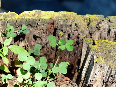 Clover plant forest