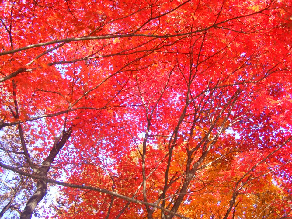 Autumn leaves red maple leaf autumn