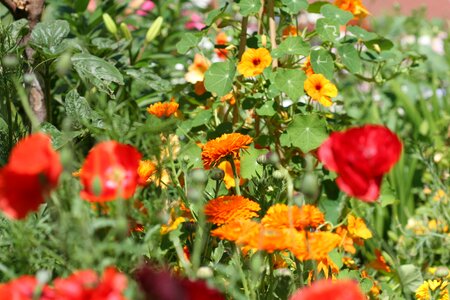 Red yellow orange
