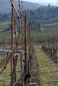 Wine grapes winegrowing