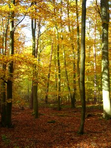 Autumn bright yellow
