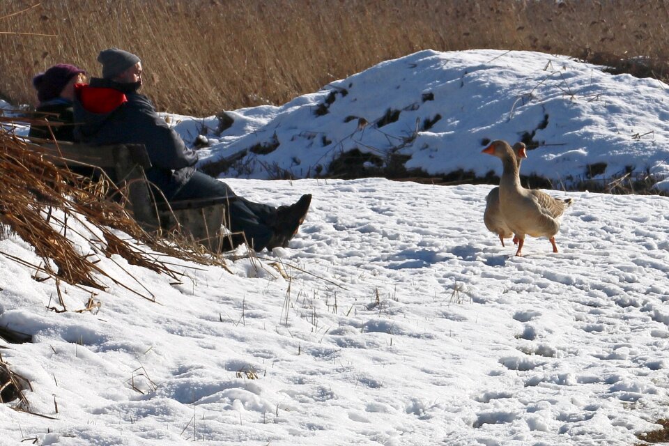 Animals animal geese
