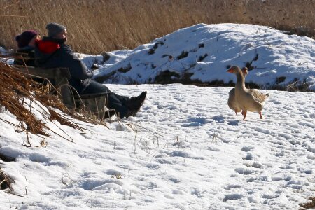Animals animal geese