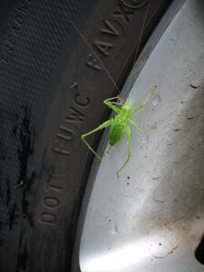 Green animal insect