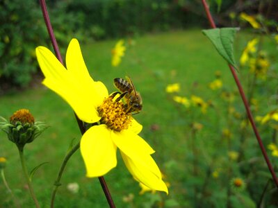 Bloom yellow pollen photo