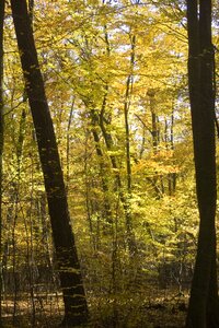 Autumn sunny leaves