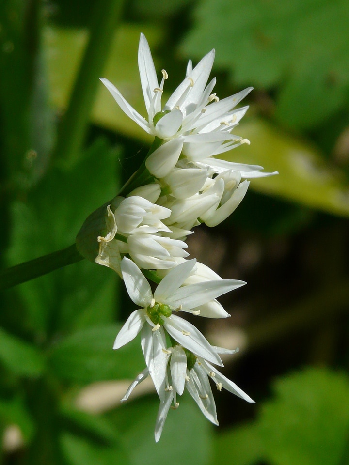 Plant white allium ursinum