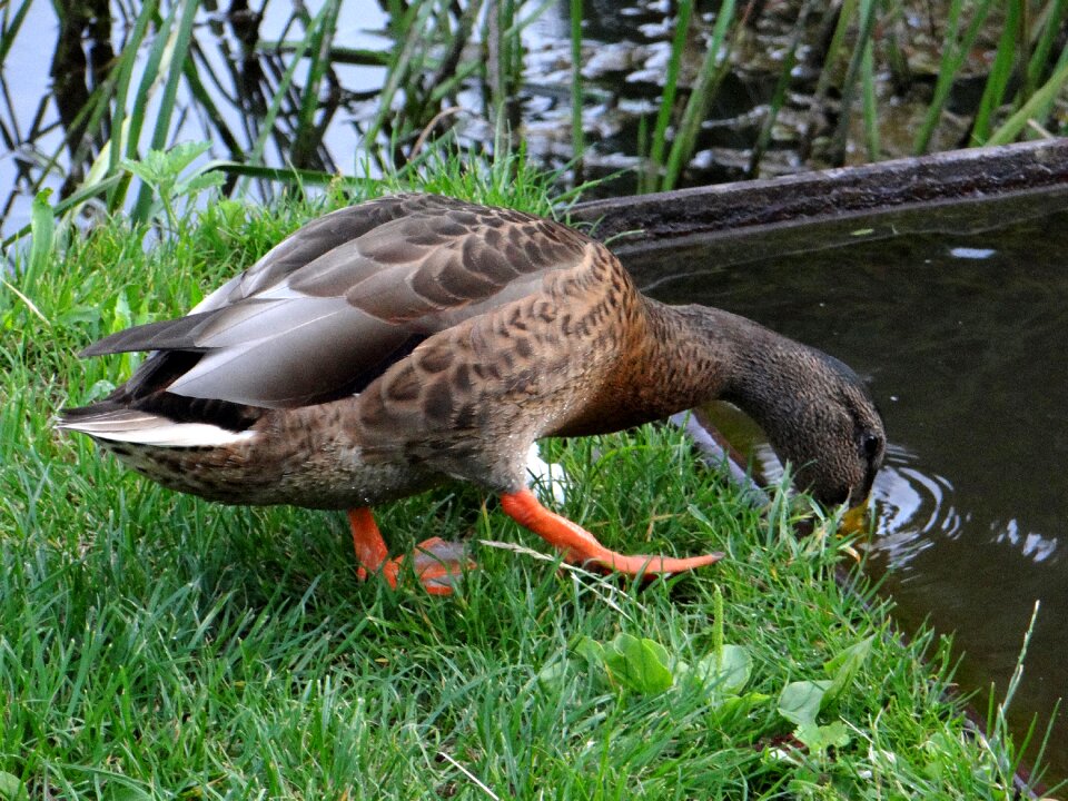 Water bird water bird