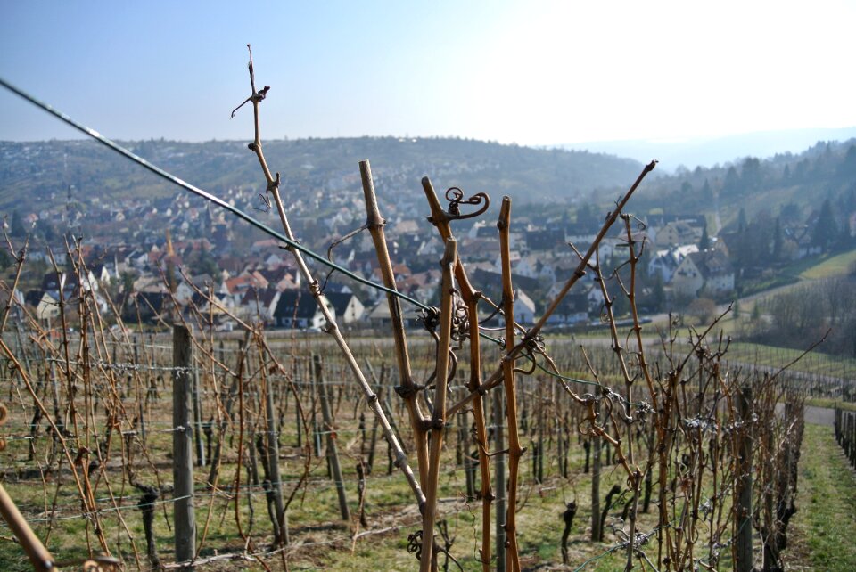 Wine grapes winegrowing