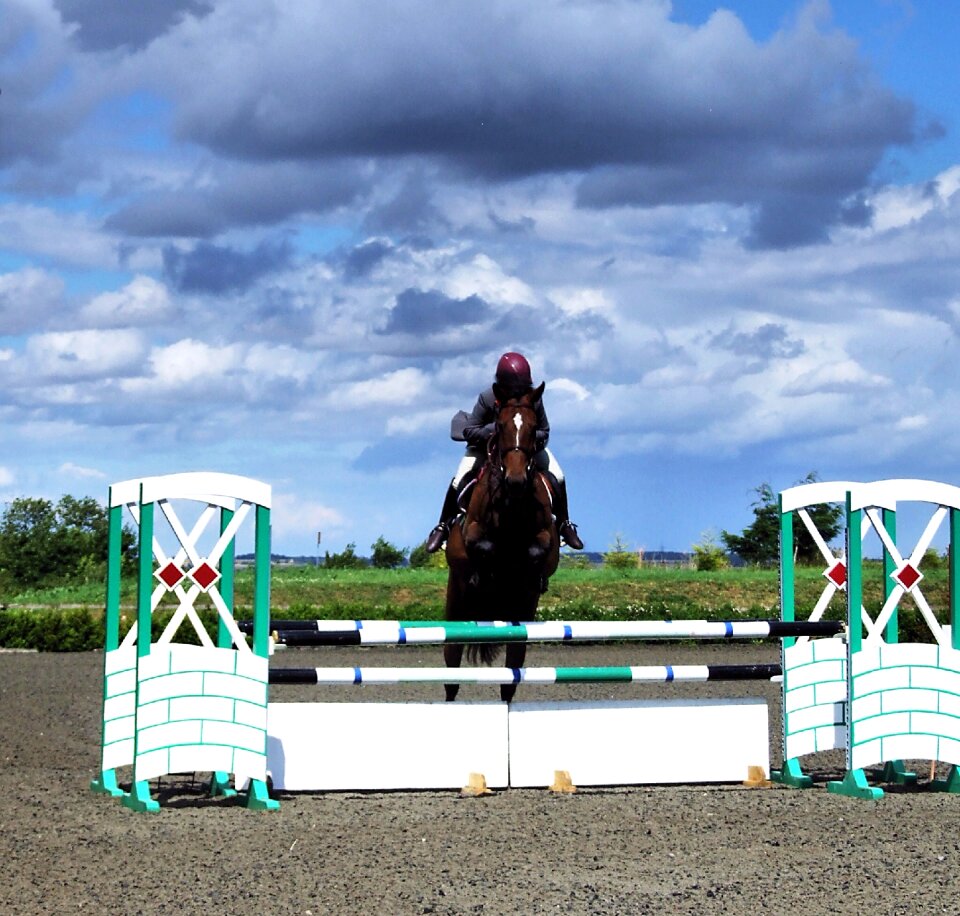 Competition jump animal