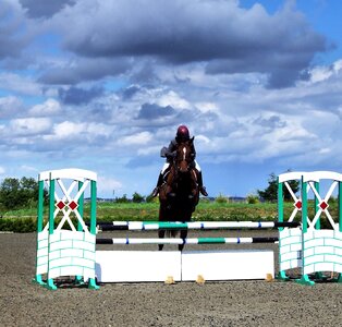 Competition jump animal photo