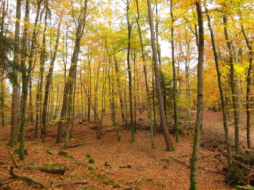 Autumn forest colorful