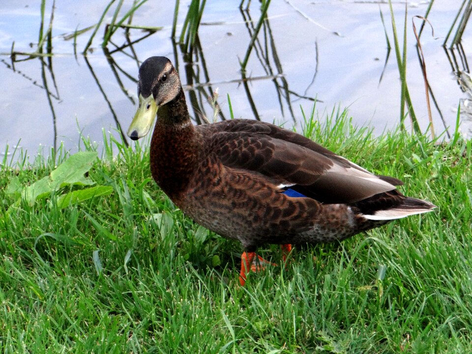 Water bird water bird
