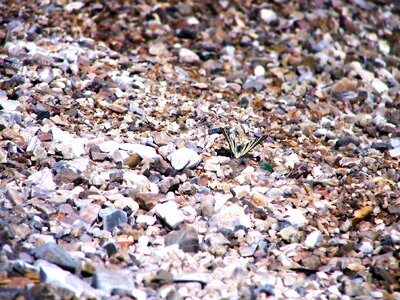 Butterfly background texture photo