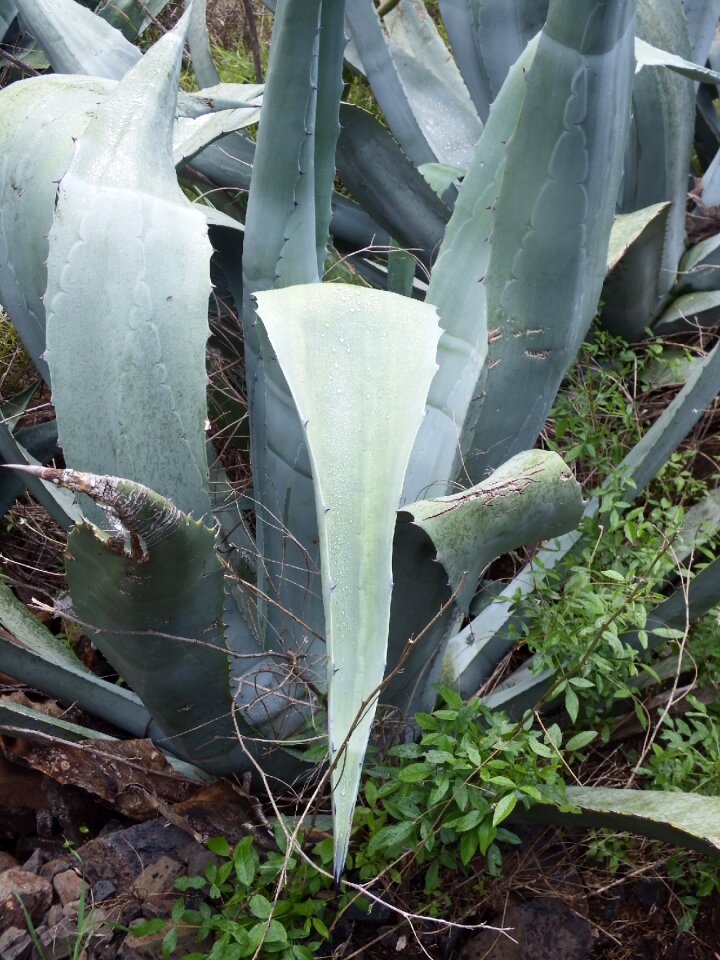 Cactus succulent plant