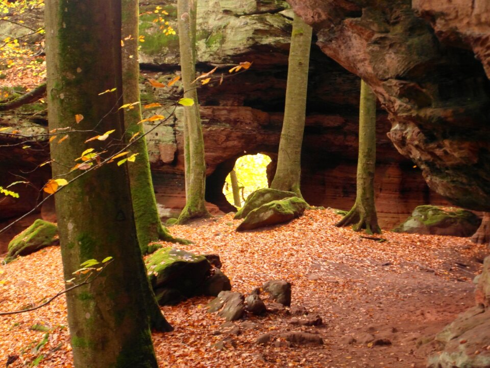 Autumn emerge view