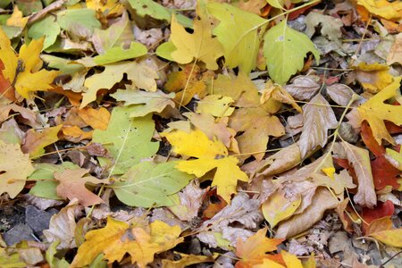 Golden autumn autumn november
