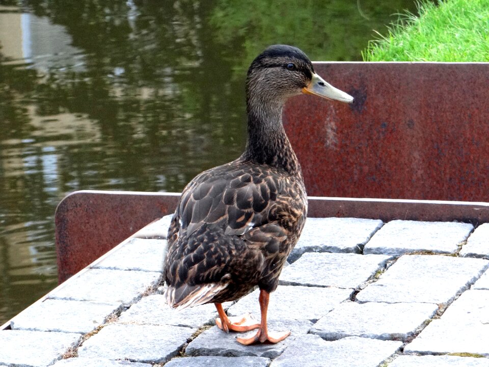 Water bird water bird