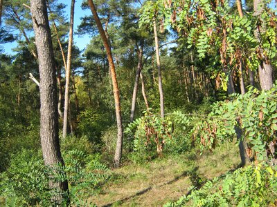 Forest palatinate kesselberg