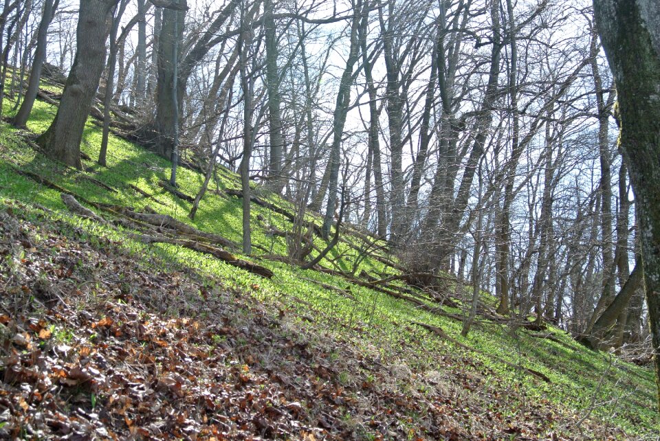 Fern trees nature