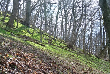 Fern trees nature