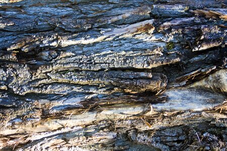 Log wood structure photo