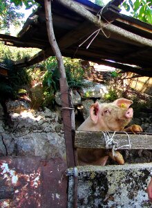 Funny animal cute
