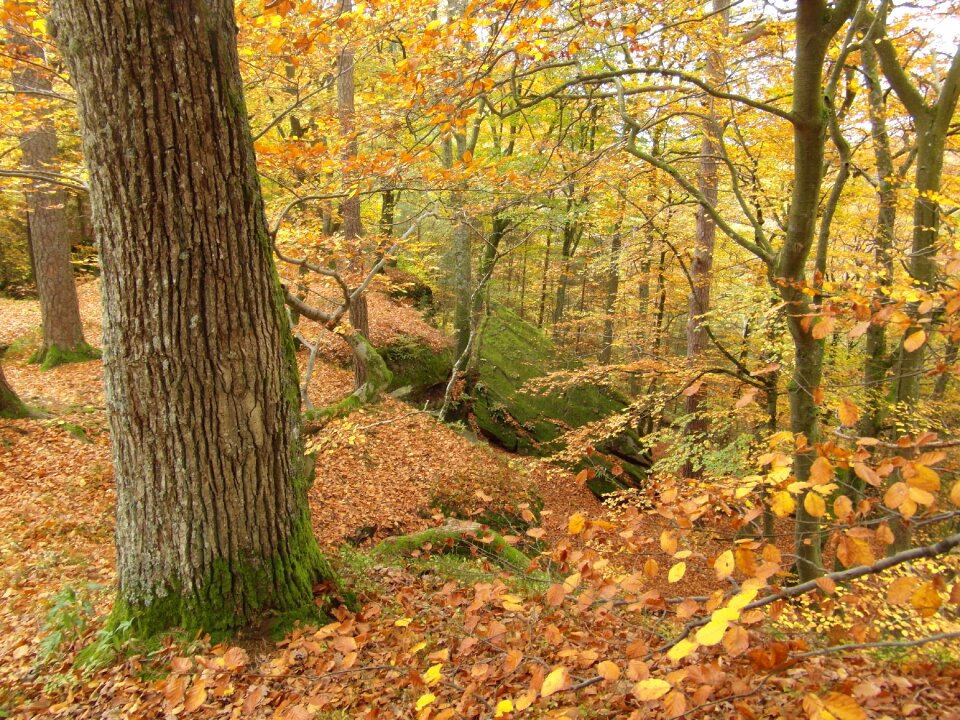 Forest rock colorful