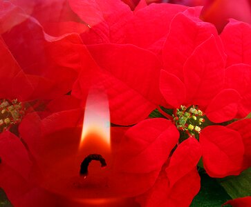 Red poinsettia candle photo