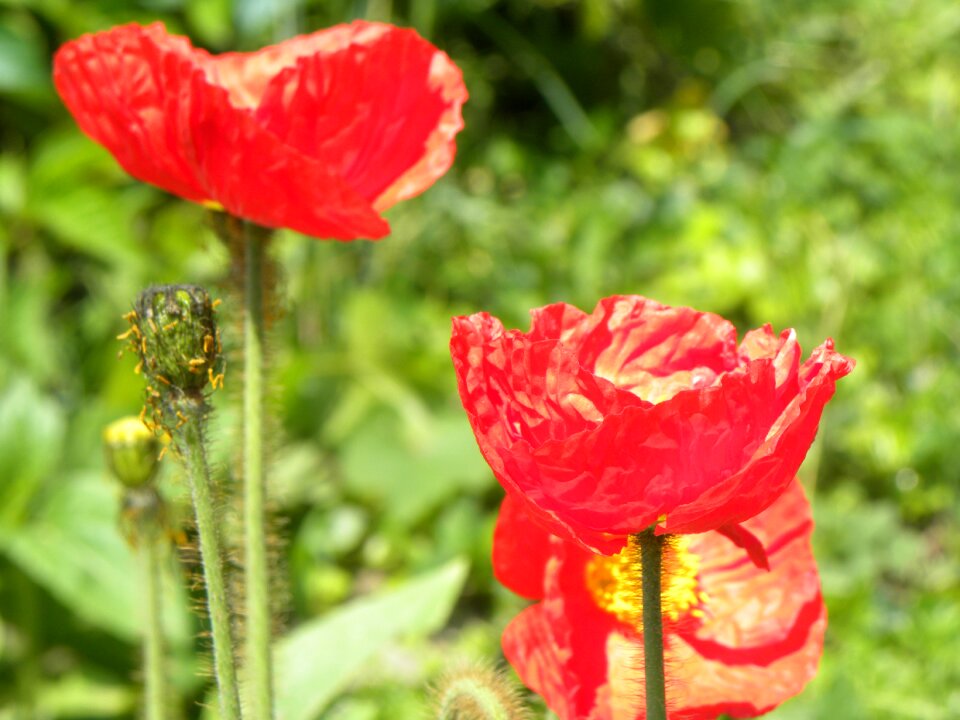 Poppies field summer