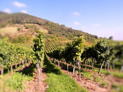 New wine vintage palatinate