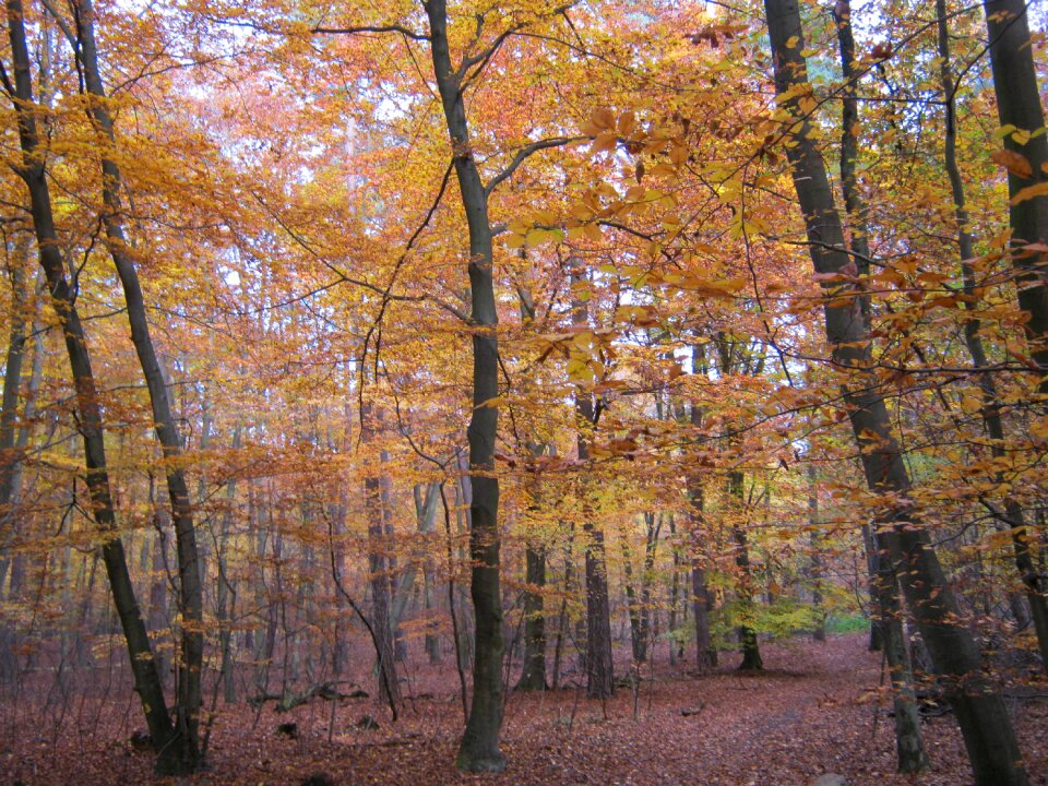 Autumn late autumn sunny photo