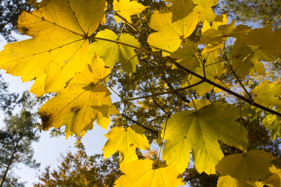 Autumn bright yellow