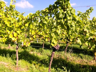 Vintage glass grapes photo