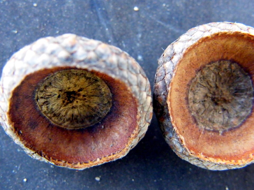 Shells acorns seeds