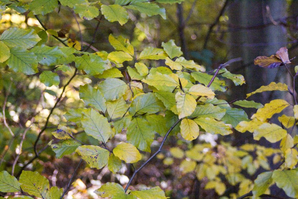 Golden october autumn