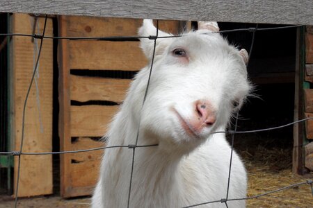 Curious domestic goat farm