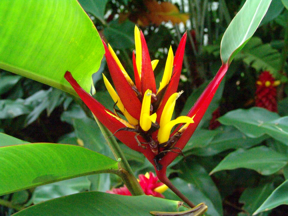 Garden botanical park