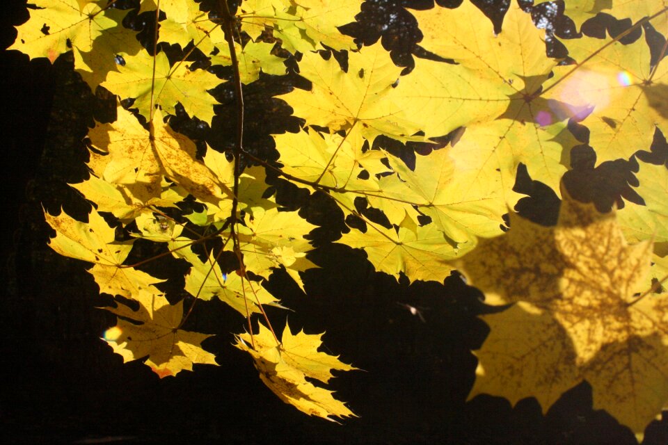 Autumn sunny leaves