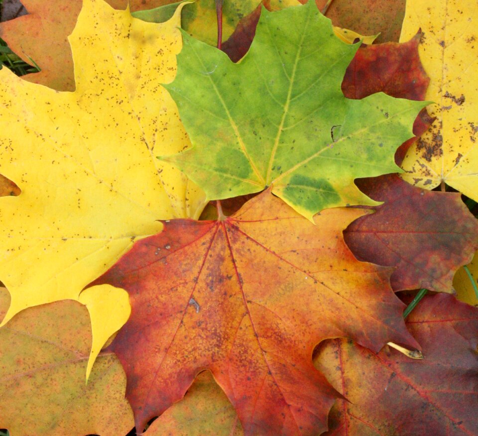 Leaves colorful autumn colours