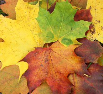 Leaves colorful autumn colours photo
