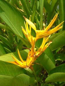 Yellow vegetation flower