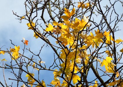 Autumn last leaves tree